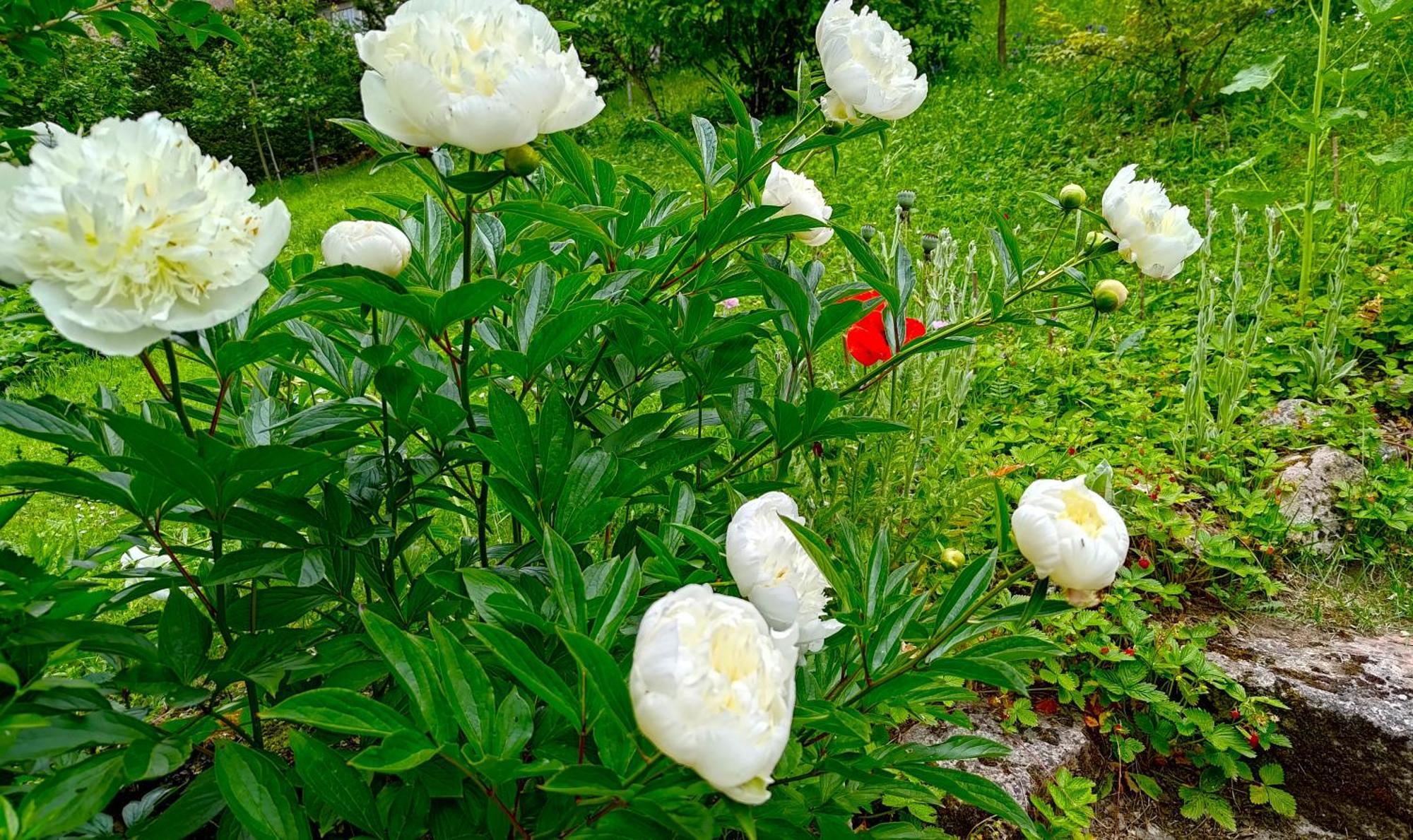 לינה וארוחת בוקר Yzeron Un Jardin Secret מראה חיצוני תמונה